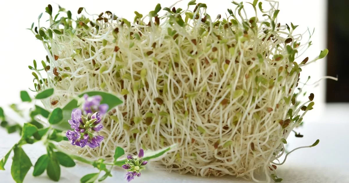 A lucerna több, mint egyszerű takarmánynövény